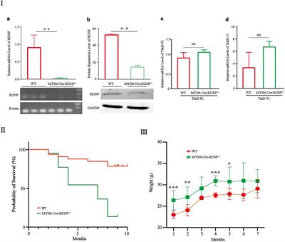 Ablation of cardiomyocyte-derived BDNF during development causes myocardial degeneration and heart failure in the adult mouse heart